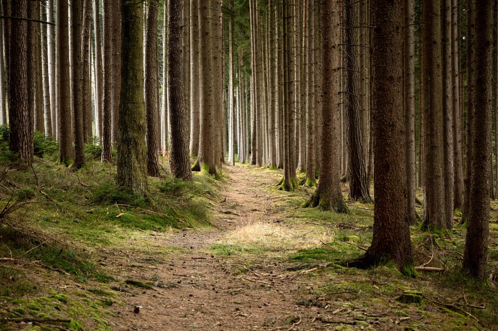 Ein Waldgrundstück kaufen auf blogfinanz.de